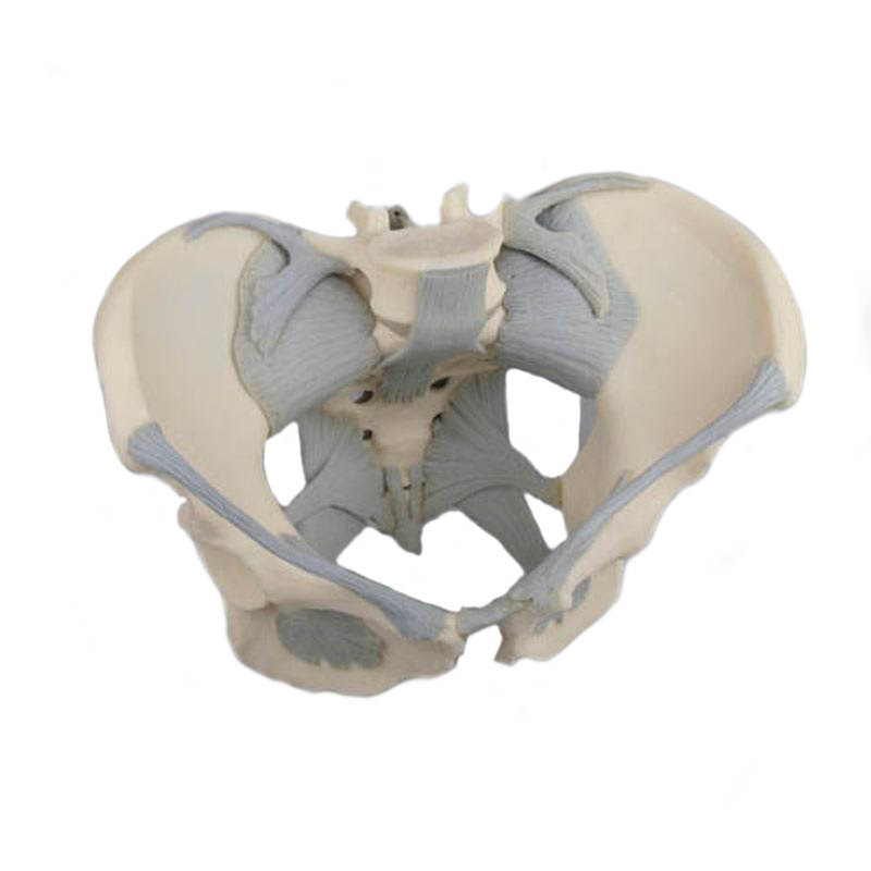 Model Of Female Pelvis With Ligament Sexiz Pix